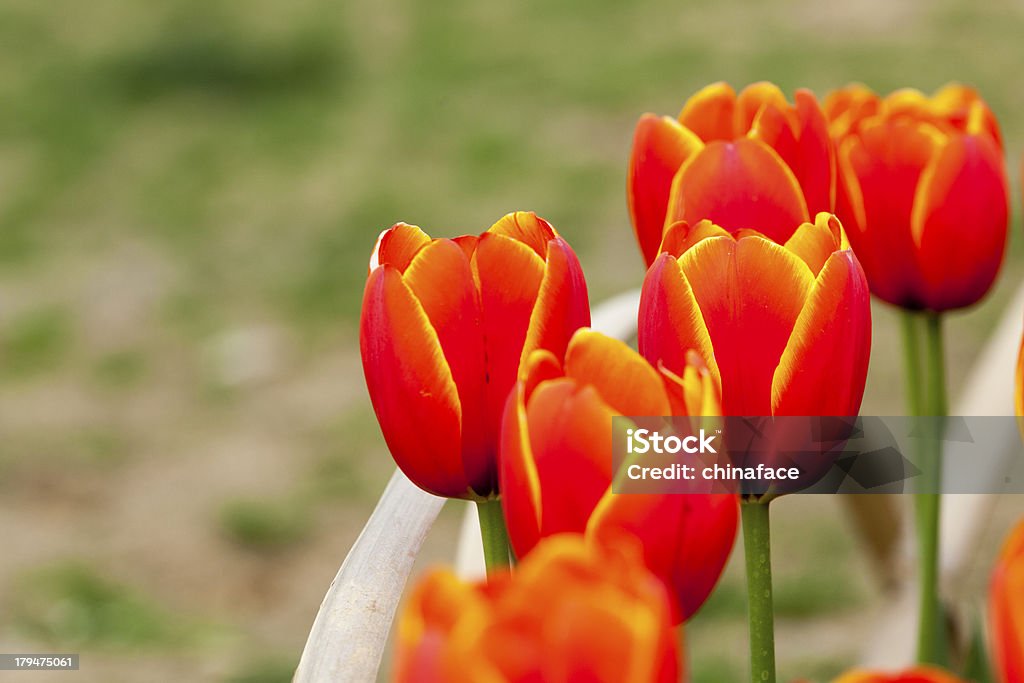 Tulipán - Foto de stock de Agua libre de derechos