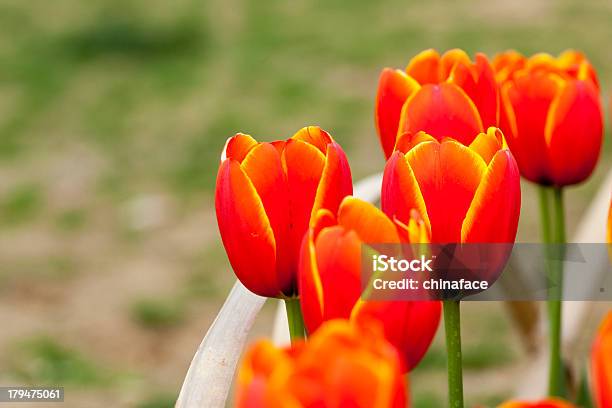 Tulipán Foto de stock y más banco de imágenes de Agua - Agua, Aire libre, Ajardinado