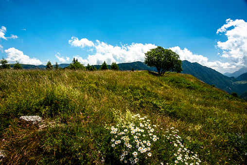 green summer pastures with yellow and white flowers on the Folgaria Alps alpine pastures with Dolomite peaks on the Folgaria plateau in Trento Italy