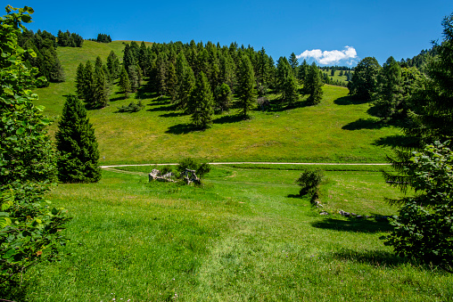 green summer pastures with yellow and white flowers on the Folgaria Alps alpine pastures with Dolomite peaks on the Folgaria plateau in Trento Italy