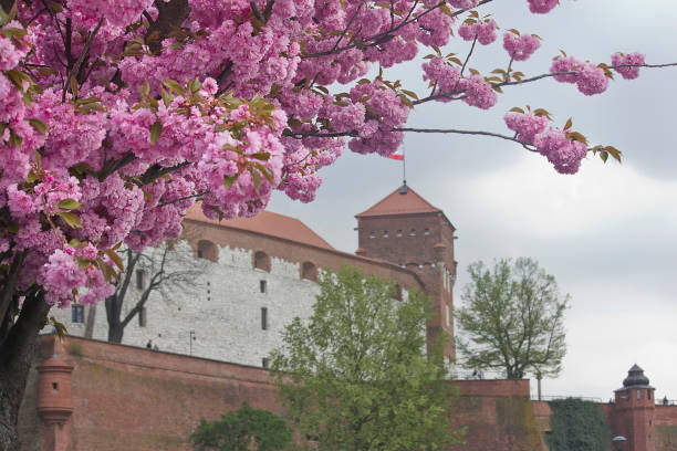 Krakow, Poland - may 3:  Wawel Palace in Krakow in spring with cherry blossoms may 3, 2022 in Krakow, Poland