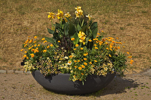 Flower pot in Copenhagen, Denmark, Europe, Northern Europe