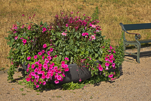 Flower pot in Copenhagen, Denmark, Europe, Northern Europe