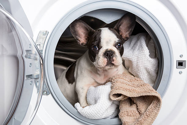 istock French bulldog inside the washing machine 179477182