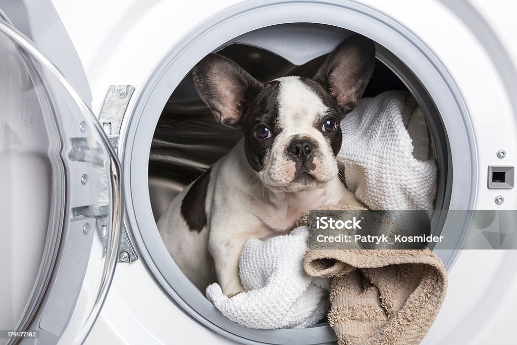 French bulldog inside the washing machine French bulldog puppy inside the washing machine Dog Stock Photo