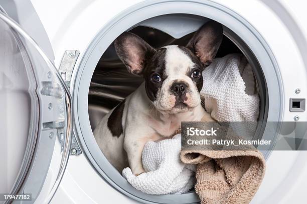 French Bulldog Inside The Washing Machine Stock Photo - Download Image Now - Dog, Laundry, Sitting