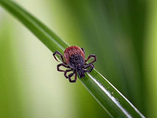 Adult tick of genus Ixodes scapularis on blade of grass adult tick on grass deer tick arachnid photos stock pictures, royalty-free photos & images