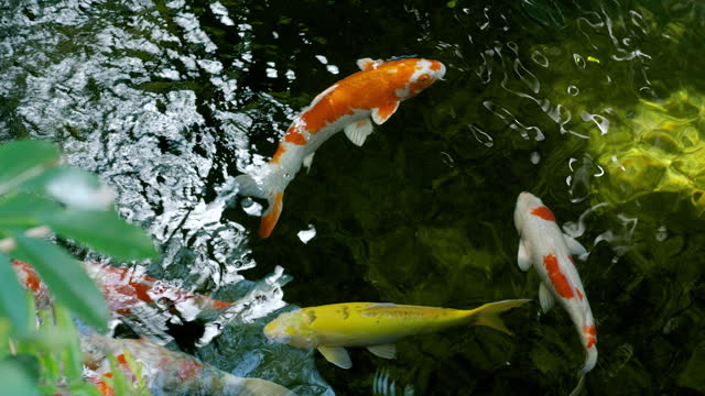 Colorful koi fish in a natural pond Raising koi fish in a natural pond system, beautiful fish, freshwater pets.
