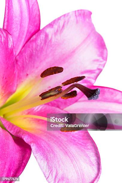 Jasny Pionowe Z Oriental Lily Borneo - zdjęcia stockowe i więcej obrazów Bez ludzi - Bez ludzi, Białe tło, Bliskie zbliżenie
