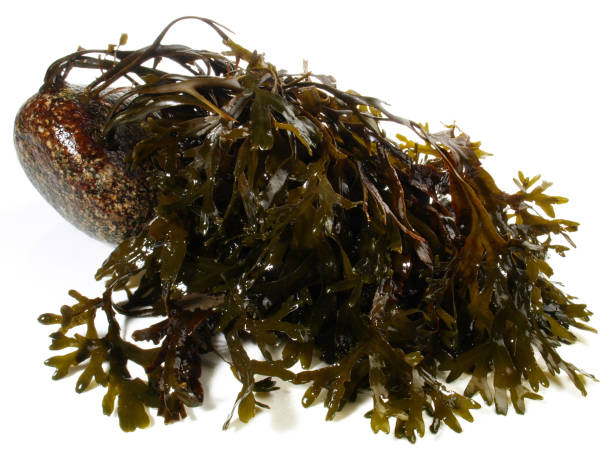istock Fresh Seaweed - Healthy Nutrition isolated on white Background 1794777792