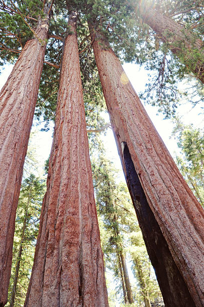 istock Sequoia Trees at National Park 179477993