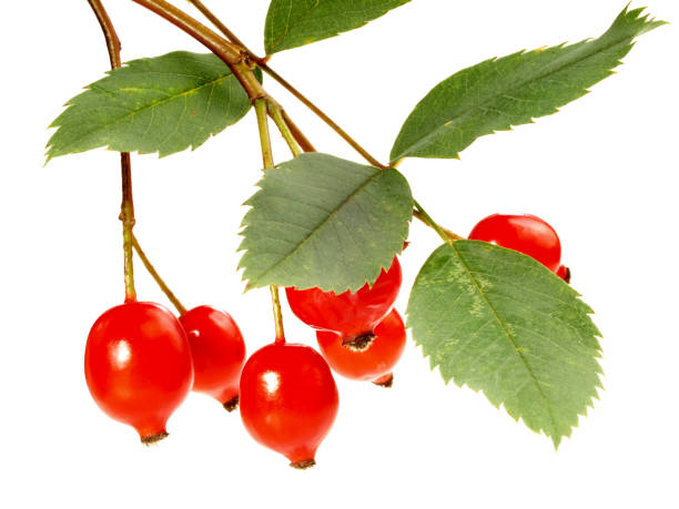 istock Fresh Rosehip - Healthy Nutrition isolated on white Background 1794779939