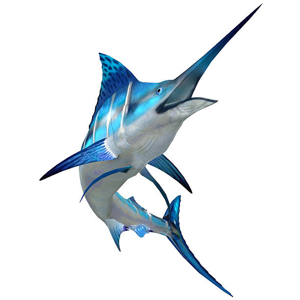 Marlin Fish on White The Blue Marlin is a popular big game fish for fishermen and inhabits oceans throughout the world. big game fishing stock pictures, royalty-free photos & images