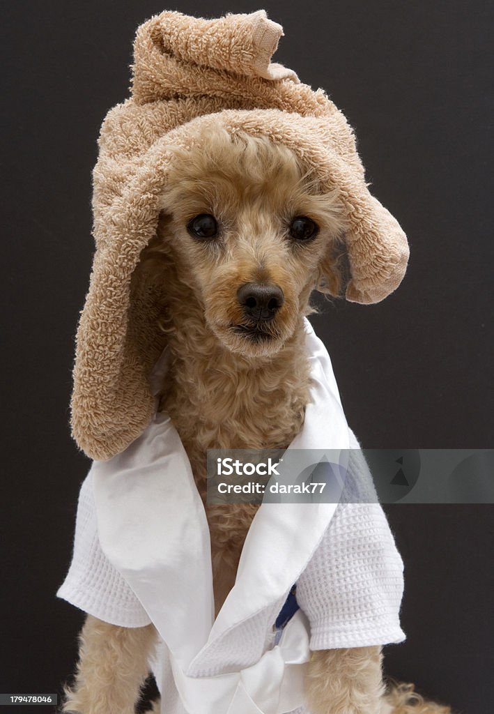 Poodle with Towel On Her Head A poodle in a bathrobe with a towel wrapped around her head, isolated on a gray background. Animal Stock Photo