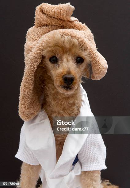 Poodle With Towel On Her Head Stock Photo - Download Image Now - Animal, Animal Hair, Bathrobe