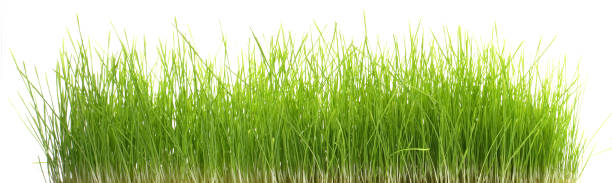 istock Growing Wheatgrass - Healthy Nutrition isolated on white Background 1794783706