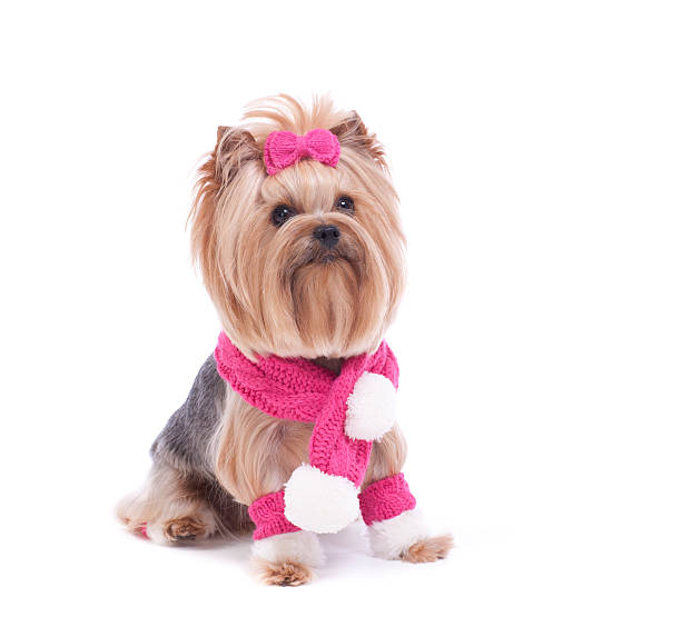 istock Yorkshire Terrier dog in the snow 179478428