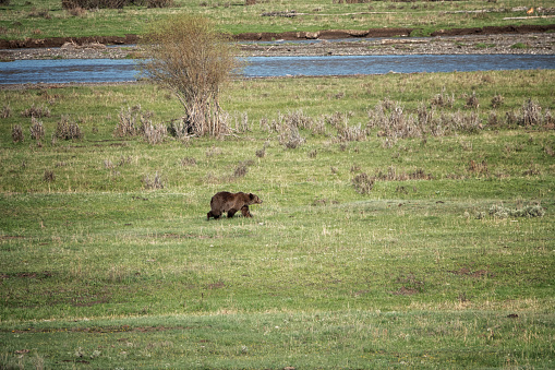 a young grizzly bear in a field in Yellowstone National Park