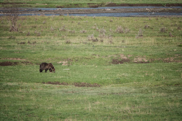 a young grizzly bear in a field in Yellowstone National Park