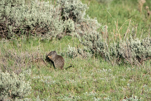 golden mantled ground squirrel in Yellowstone National Park