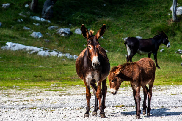 2023 7 29 オルティガラロバ.jpg - country road fence road dolomites ストックフォトと画像