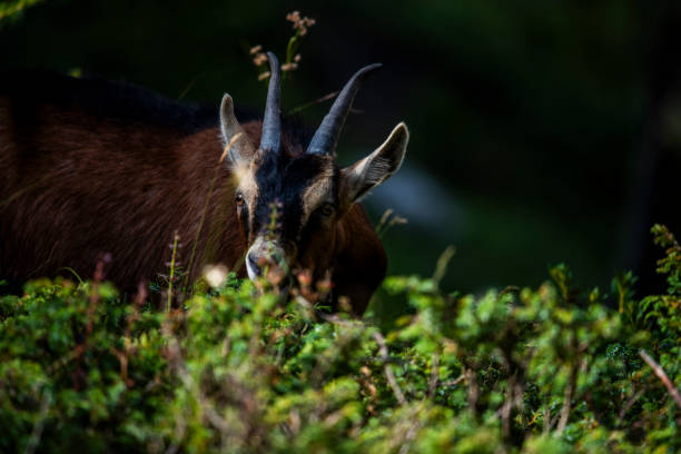 close up of goat grazing on a summer day grazing goats on Mount Ortigara on the Asiago plateau Vicenza Veneto Italy