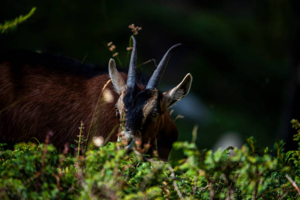 close up of goat grazing on a summer day grazing goats on Mount Ortigara on the Asiago plateau Vicenza Veneto Italy