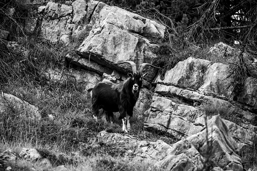close up of goat grazing on a summer day grazing goats on Mount Ortigara on the Asiago plateau Vicenza Veneto Italy