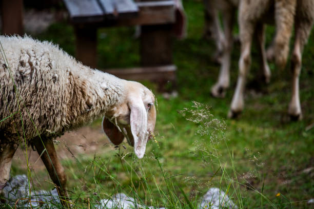 istock 2023 7 29 Ortigara sheep.jpg 1794805618