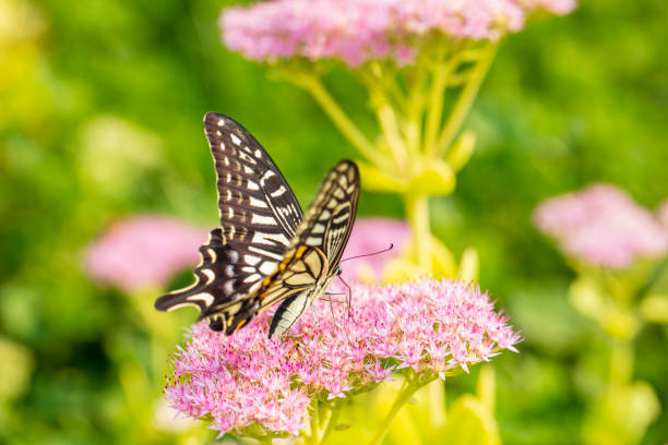 istock Papilio xuthus Linnaeus, A butterfly is on a flower 1794805620