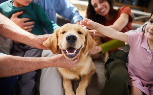 lächelnde mehrgenerationenfamilie, die ihren hund auf einem sofa streichelt - grandparent multi generation family grandfather child stock-fotos und bilder