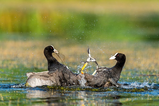 The two Coot (Fulica atra) birds in physical altercation wading in a tranquil pond