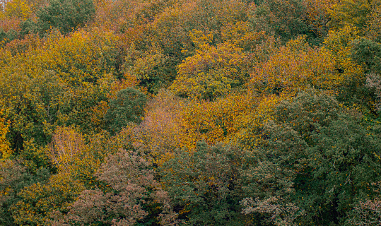 deciduous forest in autumn, textured autumn background