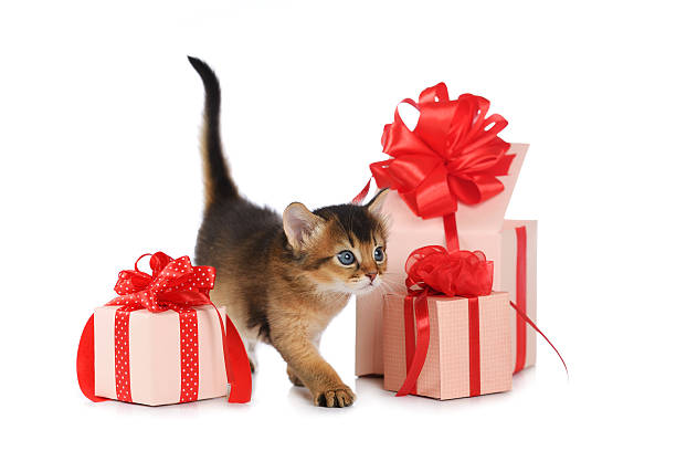 istock Cute somali kitten stay near a present box 179482770