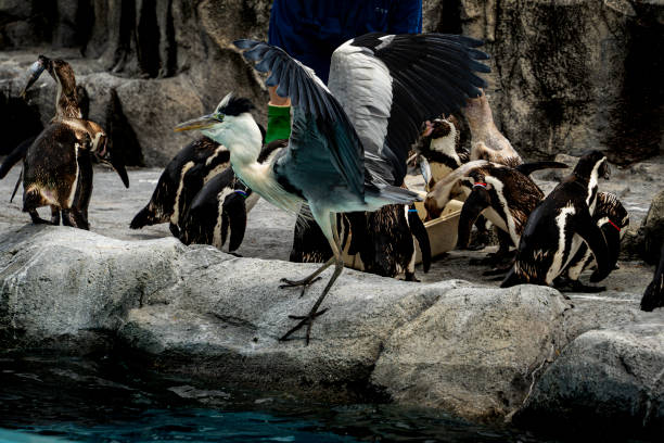 Penguins at the park in summer, August. 2021