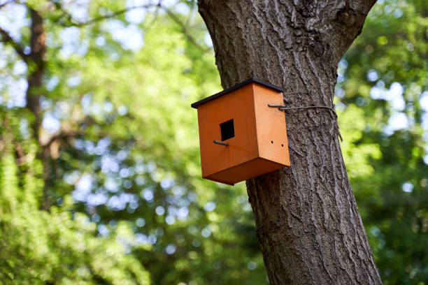 istock Wooden birdhouse on a tree in a summer park 1794828886
