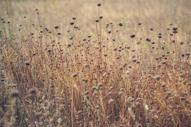 Dry autumn flowers in the meadow.