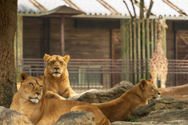 Animals in the Zoo