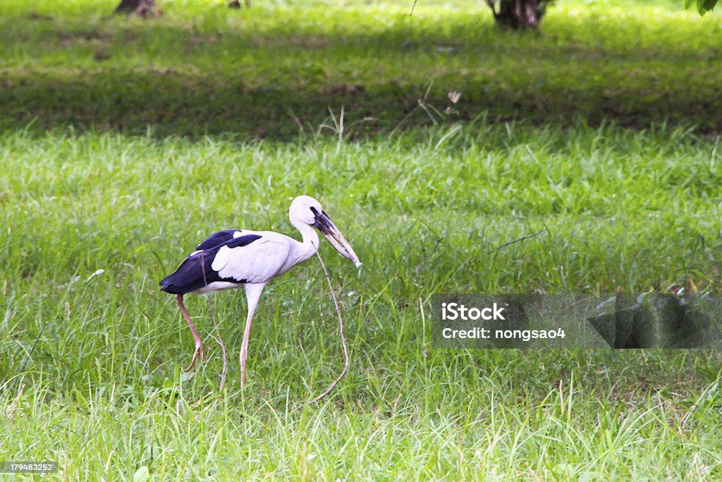 Garceta autónomo de aves en el bosque - Foto de stock de Aire libre libre de derechos