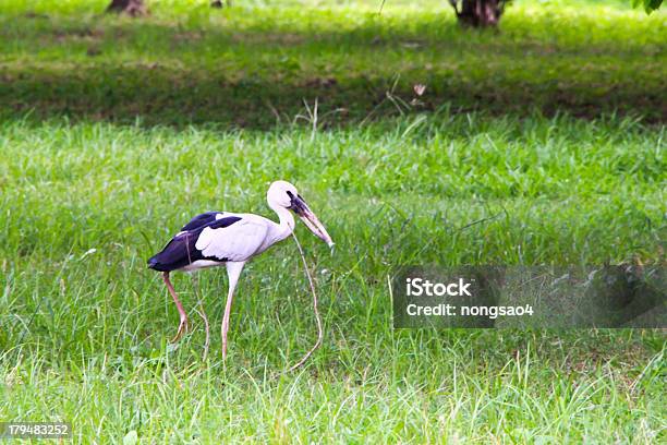 Garceta Autónomo De Aves En El Bosque Foto de stock y más banco de imágenes de Aire libre - Aire libre, Aislado, Ala de animal