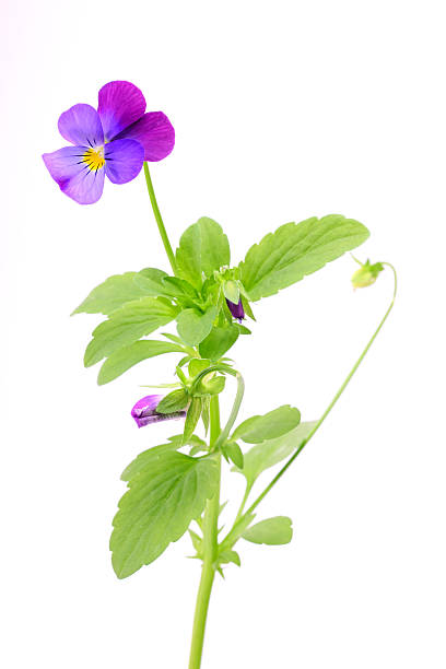 istock Viola tricolor isolated on a white 179483324