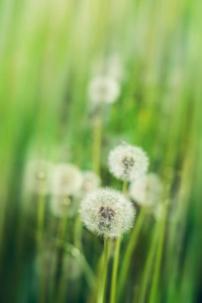 istock Summer background with motion blur effect white dandelion flowers in green grass. 1794839732