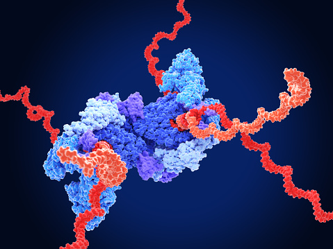 orange: RNA primer; red: RNA template; light blue: proofreading riboexonuclease; mid blue: helicase; dark blue: RNA directed RNA polymerase; violet: non structural proteins (NSPs).