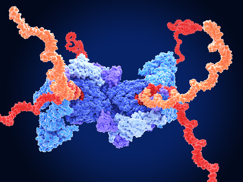 orange: RNA primer; red: RNA template; light blue: proofreading riboexonuclease; mid blue: helicase; dark blue: RNA directed RNA polymerase; violet: non structural proteins (NSPs).