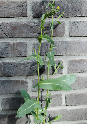 Tall greyish annual or biennial; stems to 1.9m, stiff and erect, hairless or rather bristly. Leaves oblong, pinnately-lobed, prickly on margins and along the midrib beneath; upper leaves held in a vertical position, deeply lobed, clasping the stem. Flowerheads pale yellow, 11-13mm, in a narrow or pyramidal panicle. Achenes greyish.
Habitat: Disturbed and waste ground, sand dunes.
Flowering Season: July-September.
Distribution: Throughout Europe, except Ireland and the far North.

This is a common Species in the described Habitats in the Netherlands.