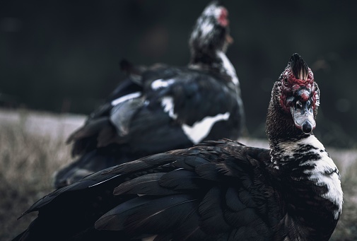 A group of domestic Muscovy ducks standing in a lush, green field of tall grass