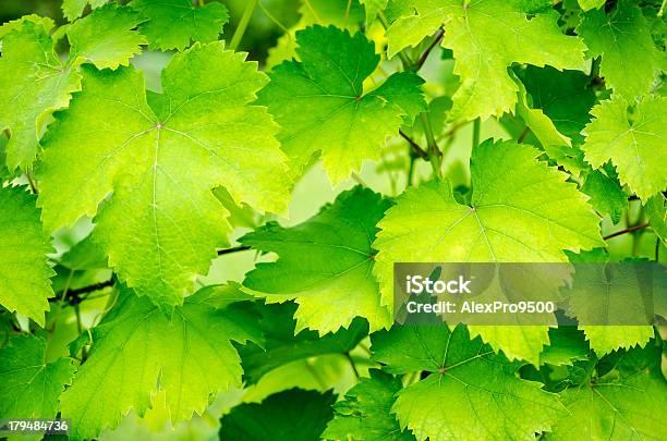 Foglie Di Uva - Fotografie stock e altre immagini di Azienda vinicola - Azienda vinicola, Azienda vinicola, Bianco