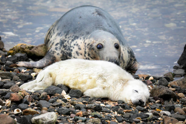 photographie animalière de voyage en écosse - may photos et images de collection