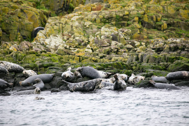 photographie animalière de voyage en écosse - may photos et images de collection