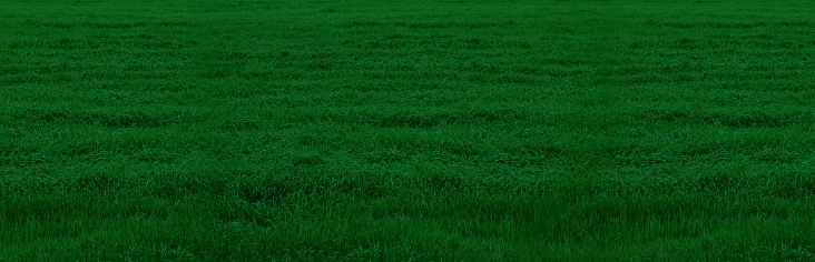 Banner with dark green grass. Texture of green grass.\nBackground with grass suitable design banners for different sports. Flat lay mockup design.